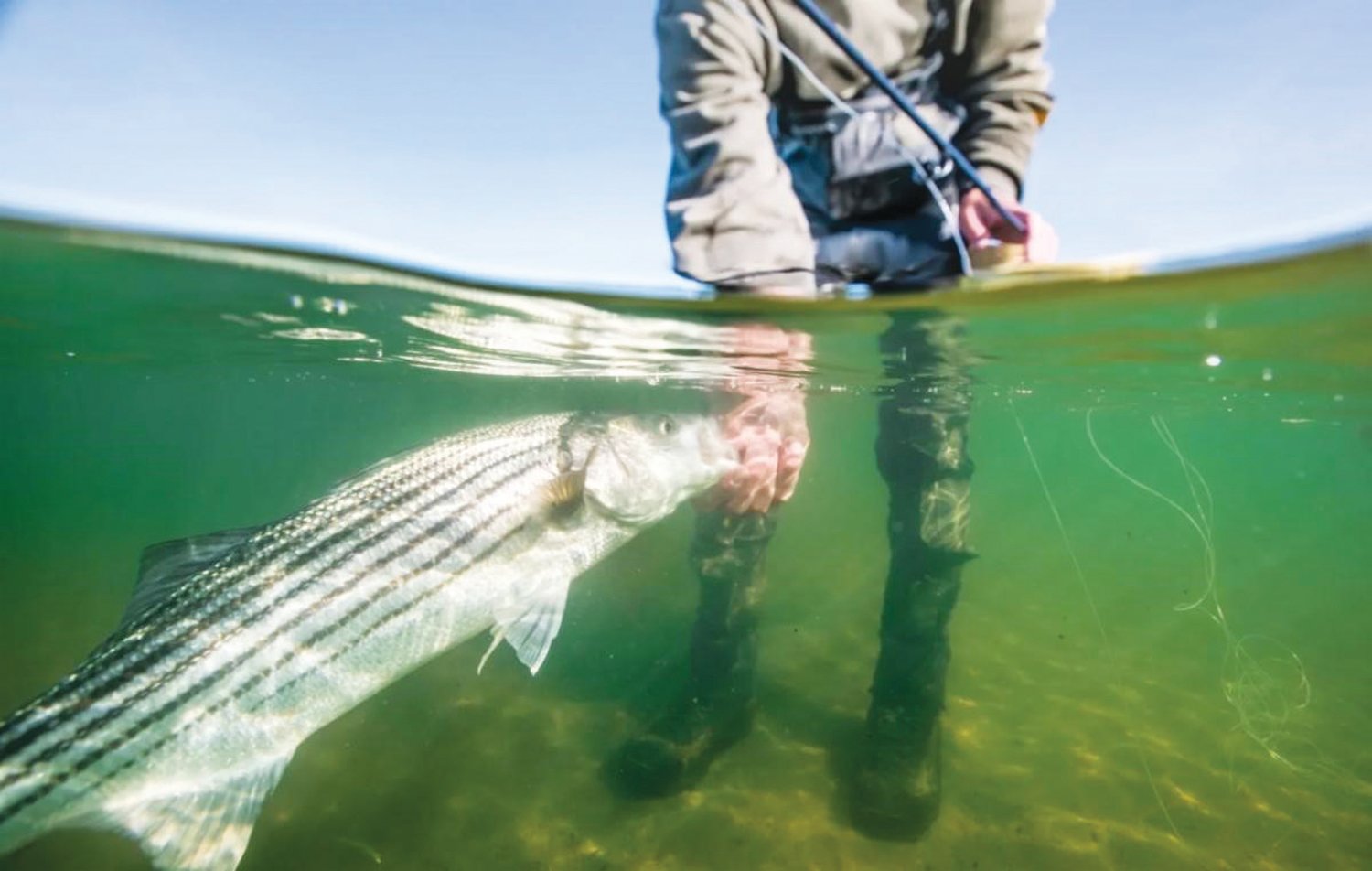 CATCH AND RELEASE: Ninety percent (90 %) of striped bass caught by recreational anglers are released alive. (Photo from the American Saltwater Guides Association)